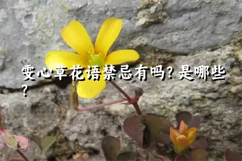 雯心草花语禁忌有吗？是哪些？