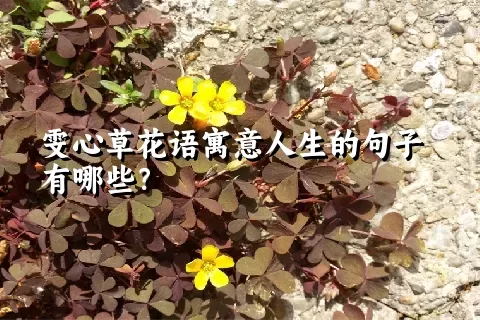 雯心草花语寓意人生的句子有哪些？