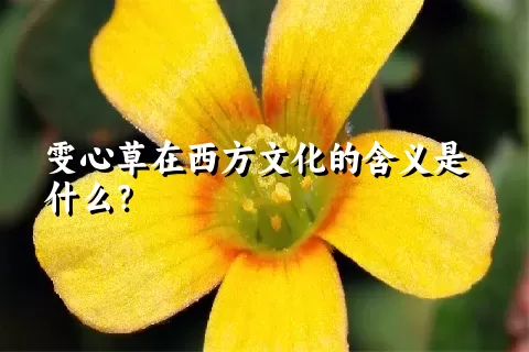 雯心草在西方文化的含义是什么？