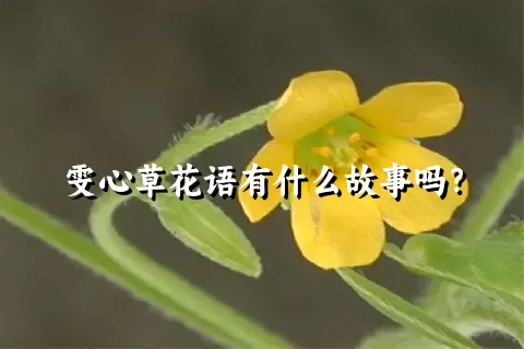 雯心草花语有什么故事吗？