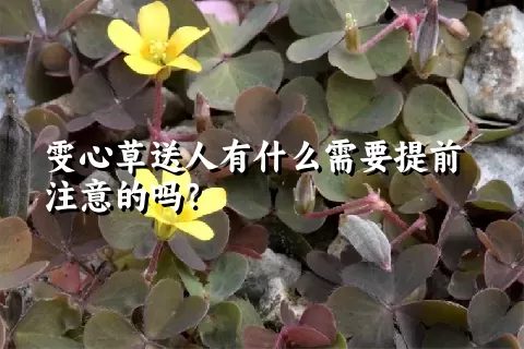 雯心草送人有什么需要提前注意的吗？