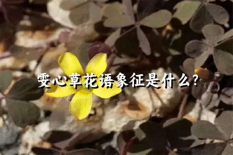 雯心草花语象征是什么？