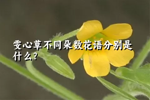 雯心草不同朵数花语分别是什么？