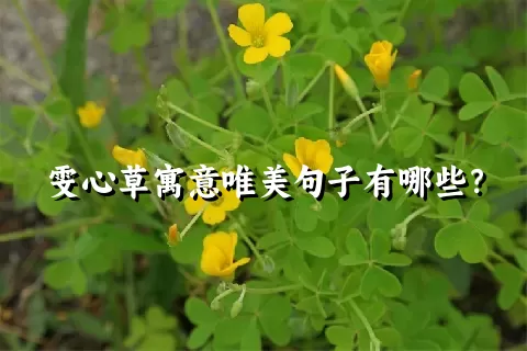 雯心草寓意唯美句子有哪些？