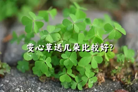 雯心草送几朵比较好？