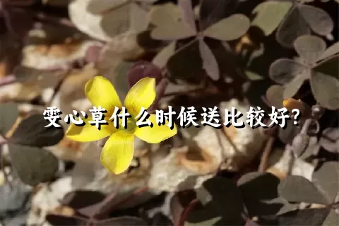 雯心草什么时候送比较好？