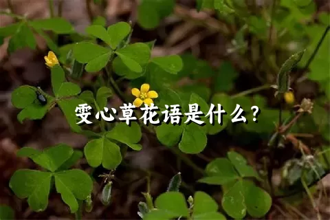 雯心草花语是什么？