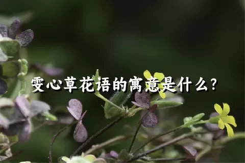 雯心草花语的寓意是什么？