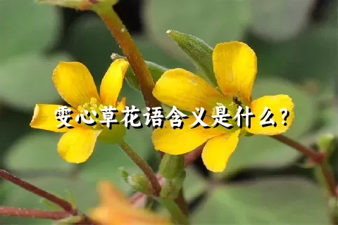 雯心草花语含义是什么？