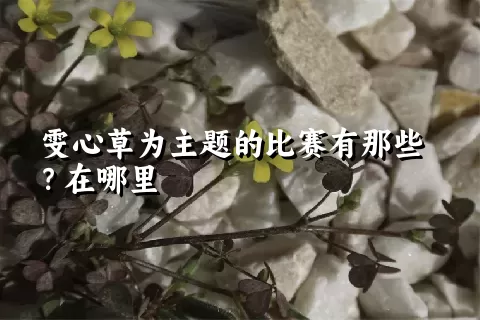 雯心草为主题的比赛有那些？在哪里