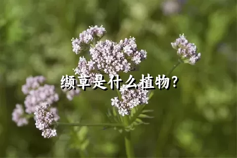 缬草是什么植物？