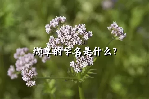 缬草的学名是什么？