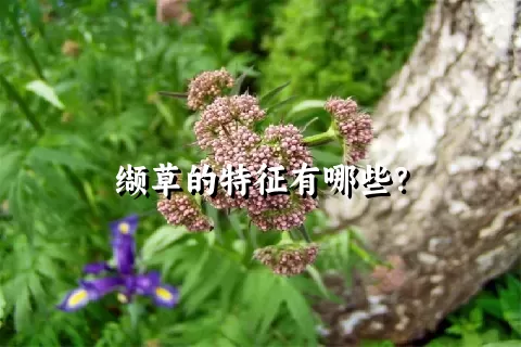 缬草的特征有哪些？