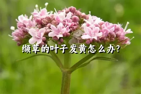 缬草的叶子发黄怎么办？