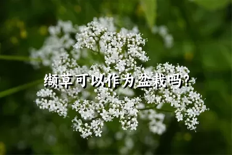 缬草可以作为盆栽吗？