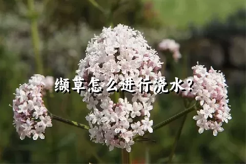 缬草怎么进行浇水？