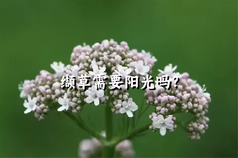 缬草需要阳光吗？