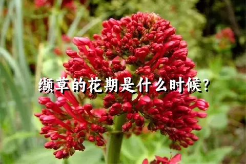 缬草的花期是什么时候？