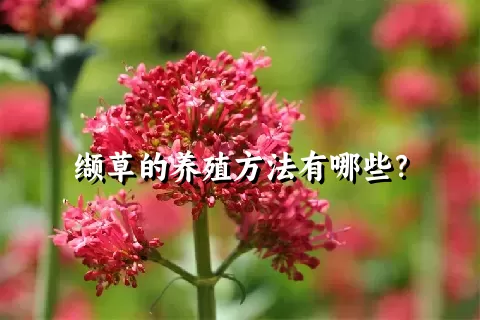 缬草的养殖方法有哪些？