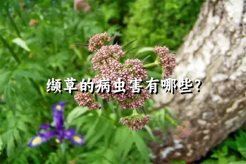 缬草的病虫害有哪些？