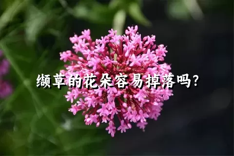 缬草的花朵容易掉落吗？