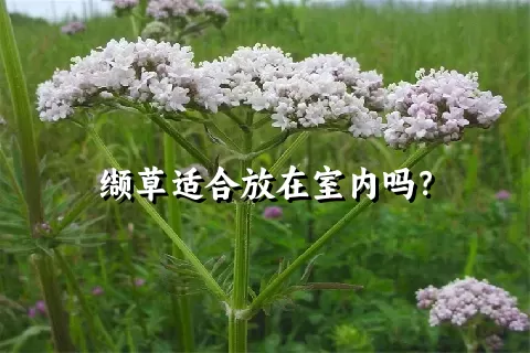 缬草适合放在室内吗？