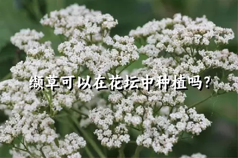 缬草可以在花坛中种植吗？