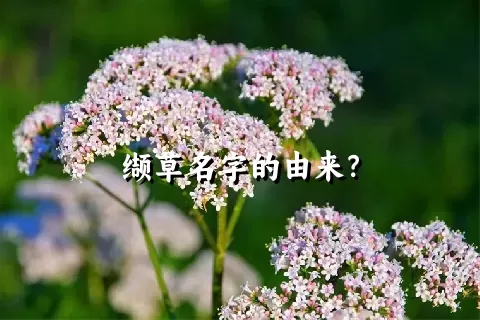 缬草名字的由来？