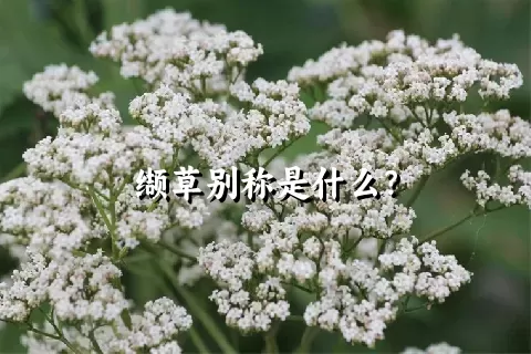 缬草别称是什么？