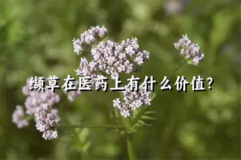 缬草在医药上有什么价值？