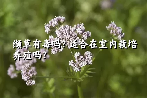 缬草有毒吗？适合在室内栽培养殖吗？