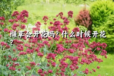 缬草会开花吗？什么时候开花？