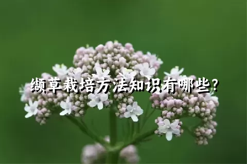 缬草栽培方法知识有哪些？