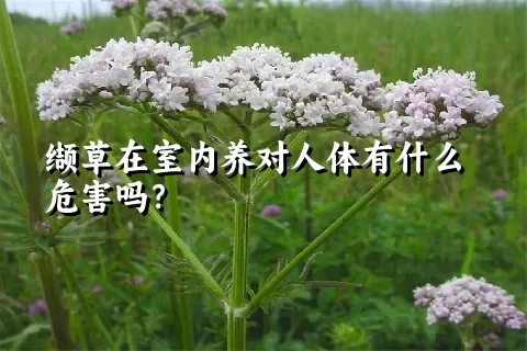 缬草在室内养对人体有什么危害吗？