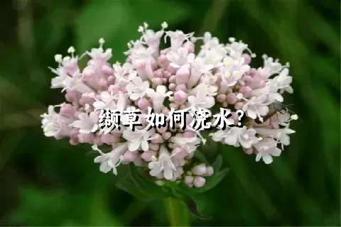 缬草如何浇水？