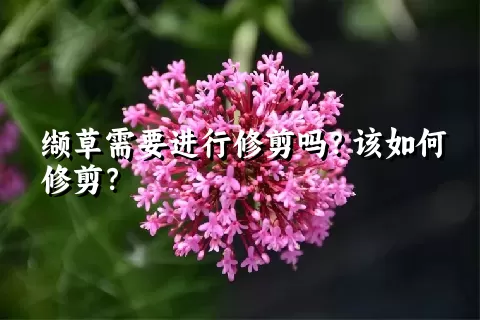 缬草需要进行修剪吗？该如何修剪？