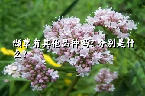 缬草有其他品种吗？分别是什么？