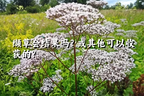 缬草会结果吗？或其他可以收获的？