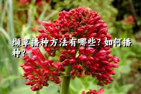 缬草播种方法有哪些？如何播种？