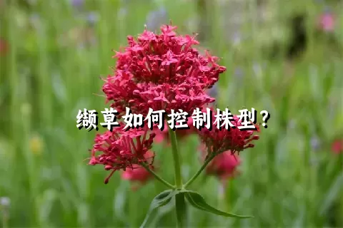 缬草如何控制株型？