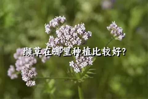 缬草在哪里种植比较好？