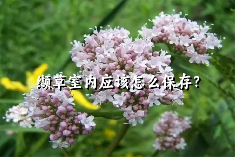 缬草室内应该怎么保存？