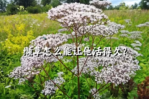 缬草怎么能让他活得久？