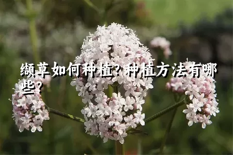 缬草如何种植？种植方法有哪些？