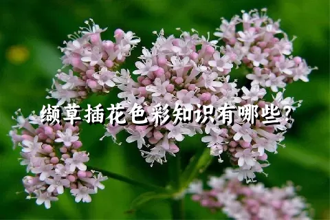 缬草插花色彩知识有哪些？