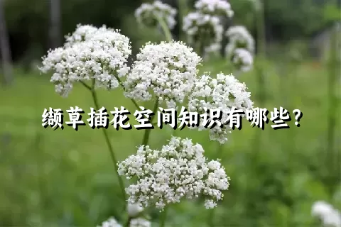 缬草插花空间知识有哪些？