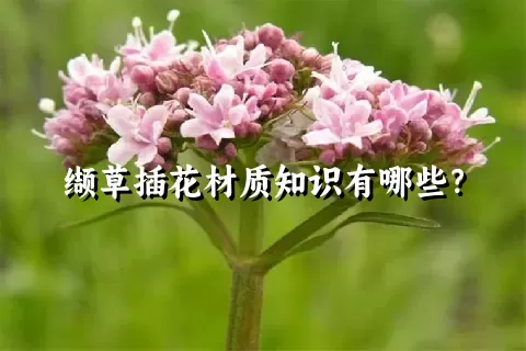 缬草插花材质知识有哪些？