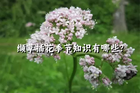 缬草插花季节知识有哪些？