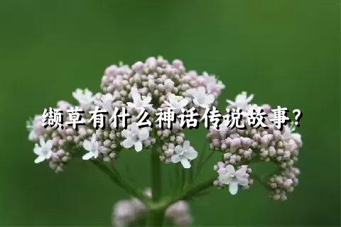 缬草有什么神话传说故事？