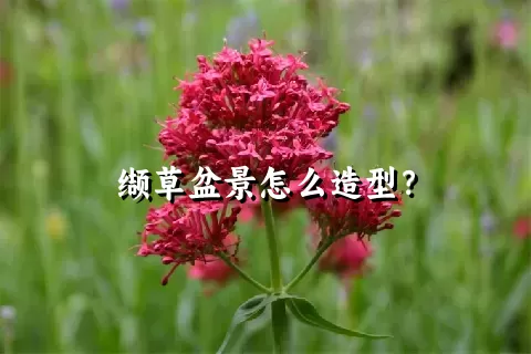 缬草盆景怎么造型？